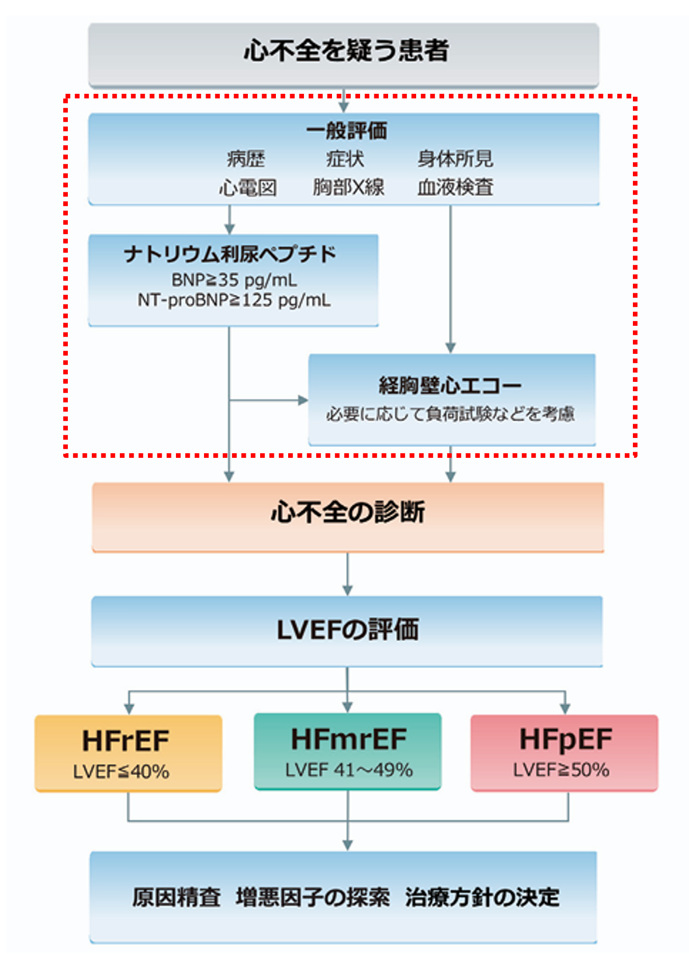 心不全の診断プロセス